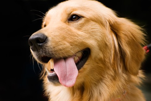 Golden Retriever stick its tongue out