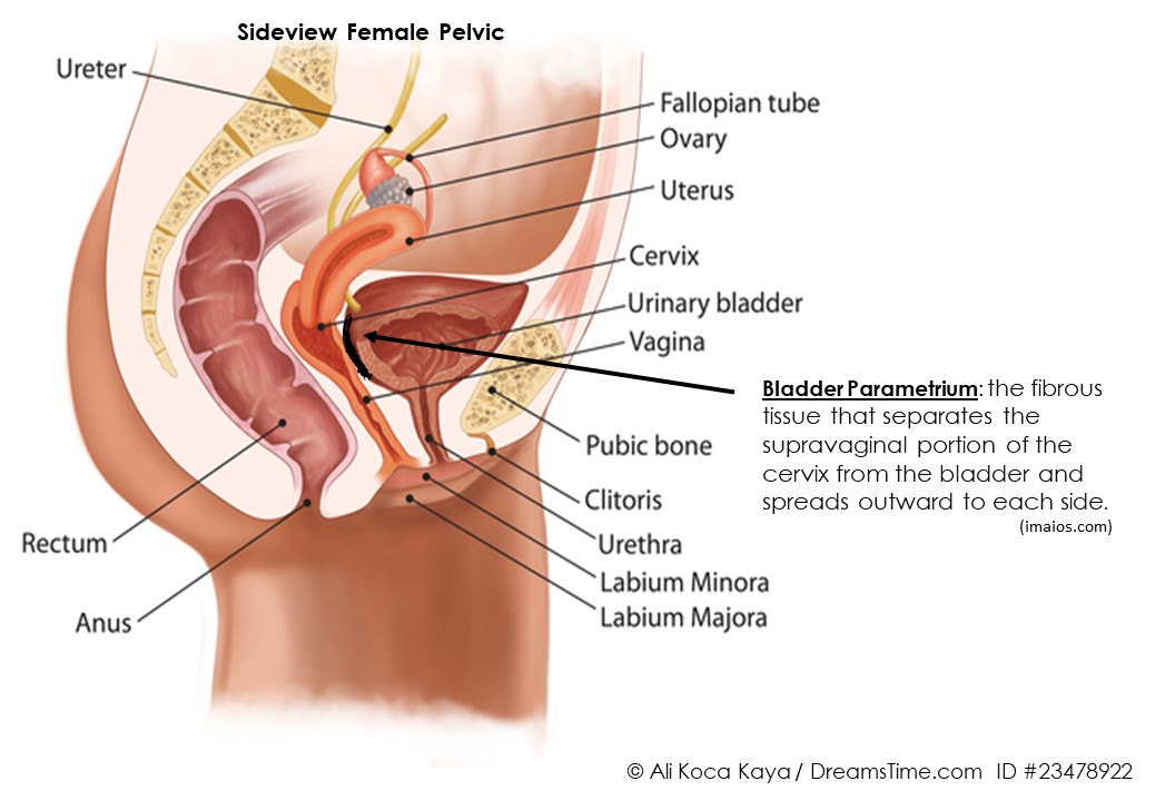 DreamtimesDownloadSagittalPlaneFemalePelvic