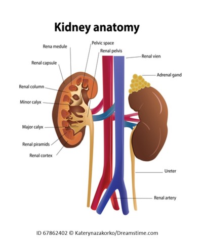 KidneyAnatomy