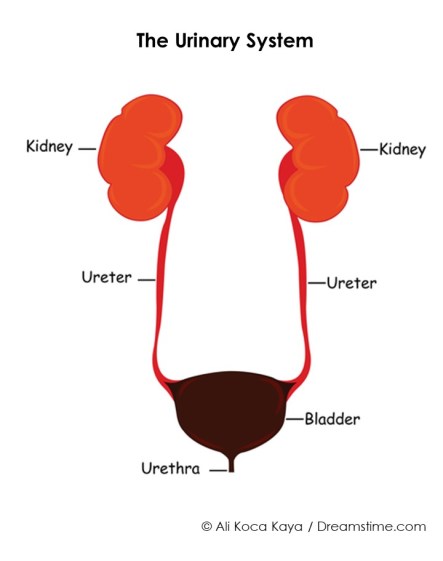 UrinaryTractAnatomy