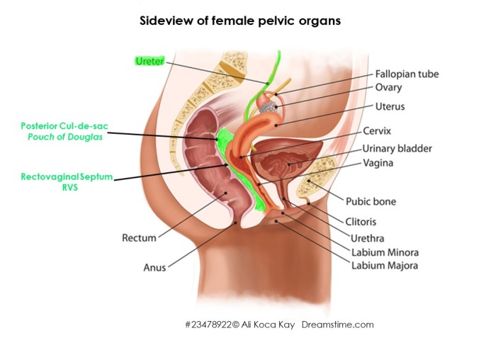 UTEMasterCharts4Ureters