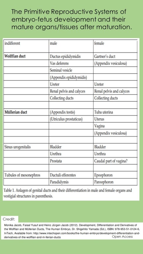TablePrimitiveandMatureReproductiveOrgans