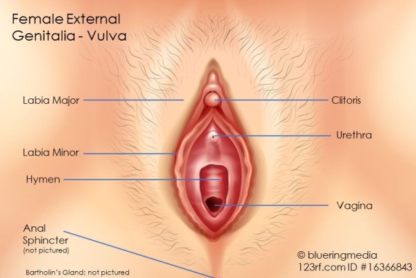 FemaleExternalGenitalia