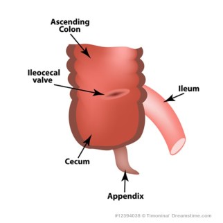 Iliocecal Junction with Appendix
